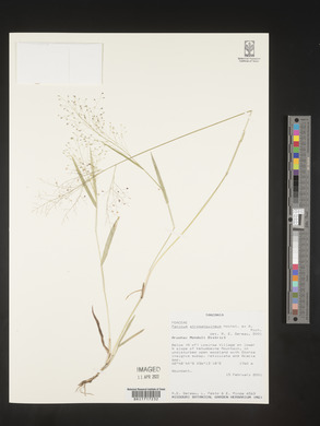 Panicum atrosanguineum image