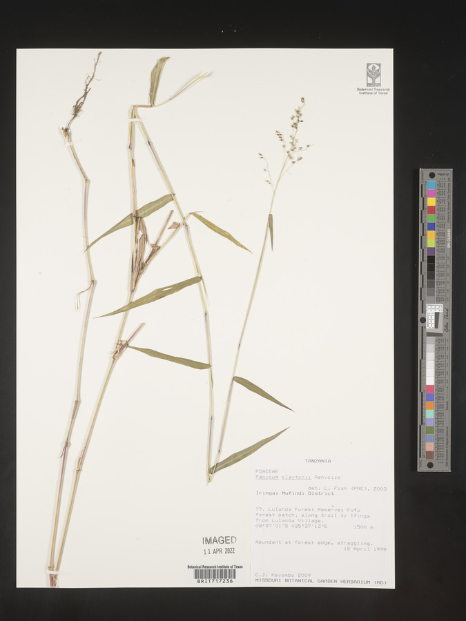 Adenochloa claytonii image