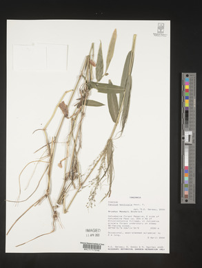 Panicum monticola image