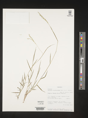 Panicum trichocladum image