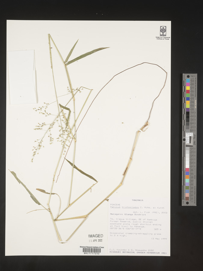 Panicum trichoclados image