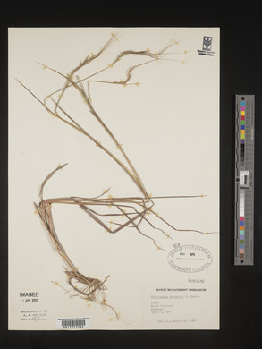 Heteropogon contortus image