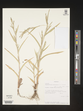 Hackelochloa granularis image