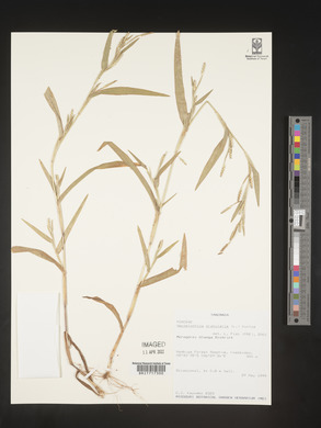 Hackelochloa granularis image