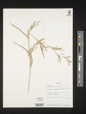 Hackelochloa granularis image