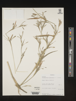 Hackelochloa granularis image