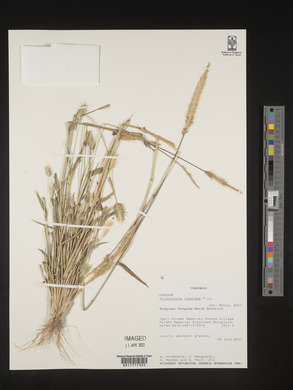 Gilgiochloa indurata image