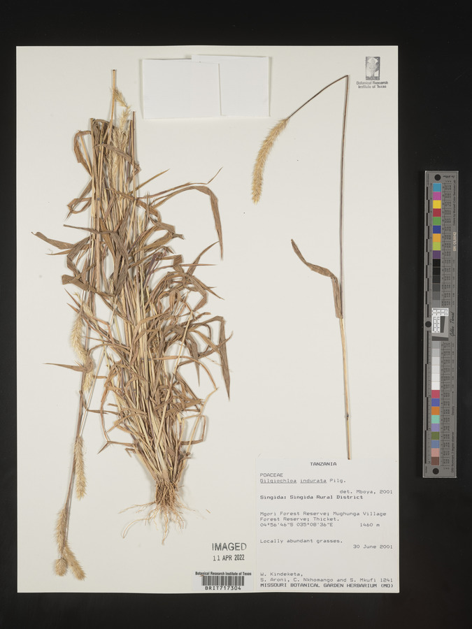 Gilgiochloa indurata image