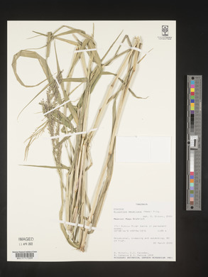 Eriochloa meyeriana image