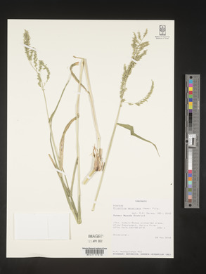 Eriochloa meyeriana image