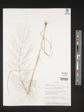 Eragrostis aspera image