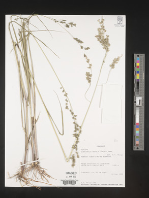 Eragrostis aspera image