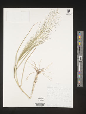 Eragrostis aspera image