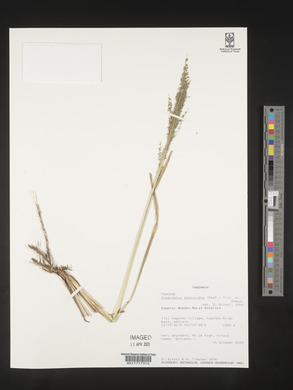 Eragrostis atrovirens image