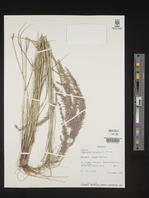 Eragrostis ciliaris image