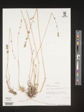 Eragrostis congesta image