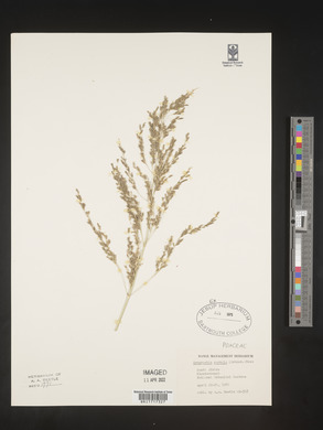 Eragrostis curvula image