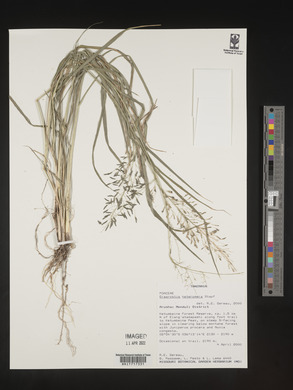 Eragrostis heteromera image