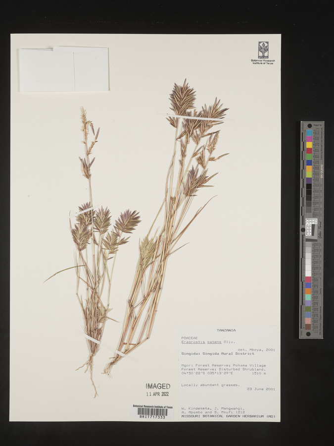 Eragrostis patens image