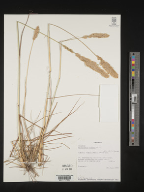 Eragrostis patens image