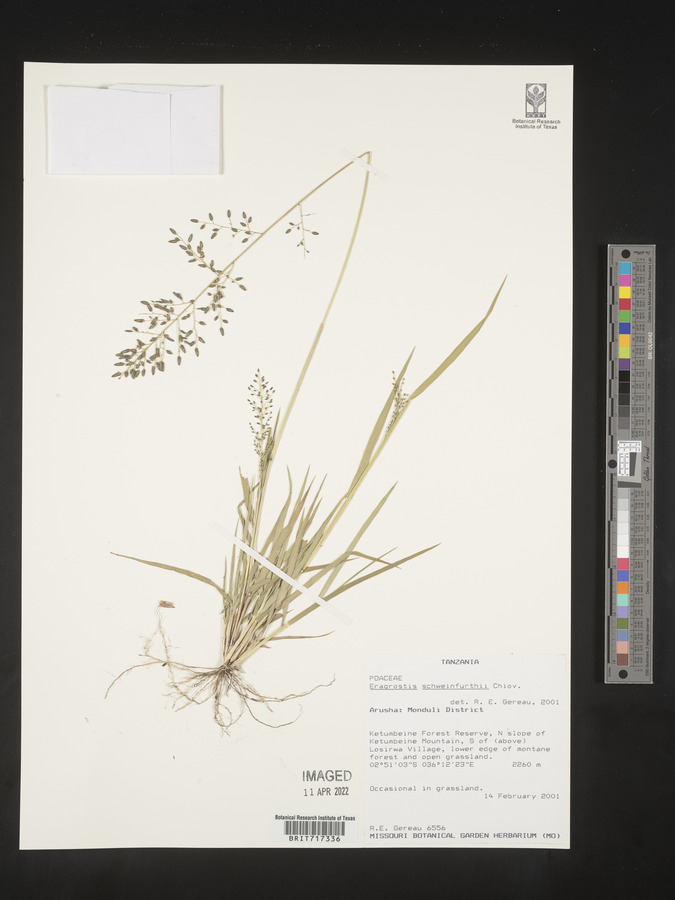 Eragrostis schweinfurthii image