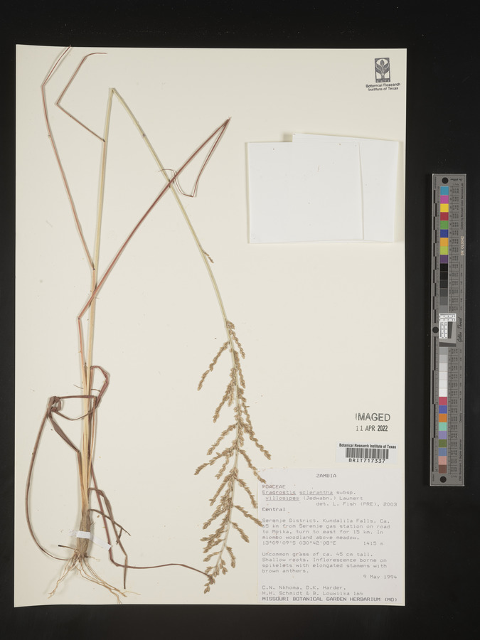 Eragrostis sclerantha subsp. villosipes image