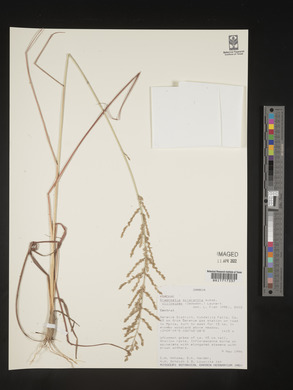 Eragrostis sclerantha image