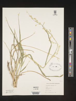 Eragrostis superba image