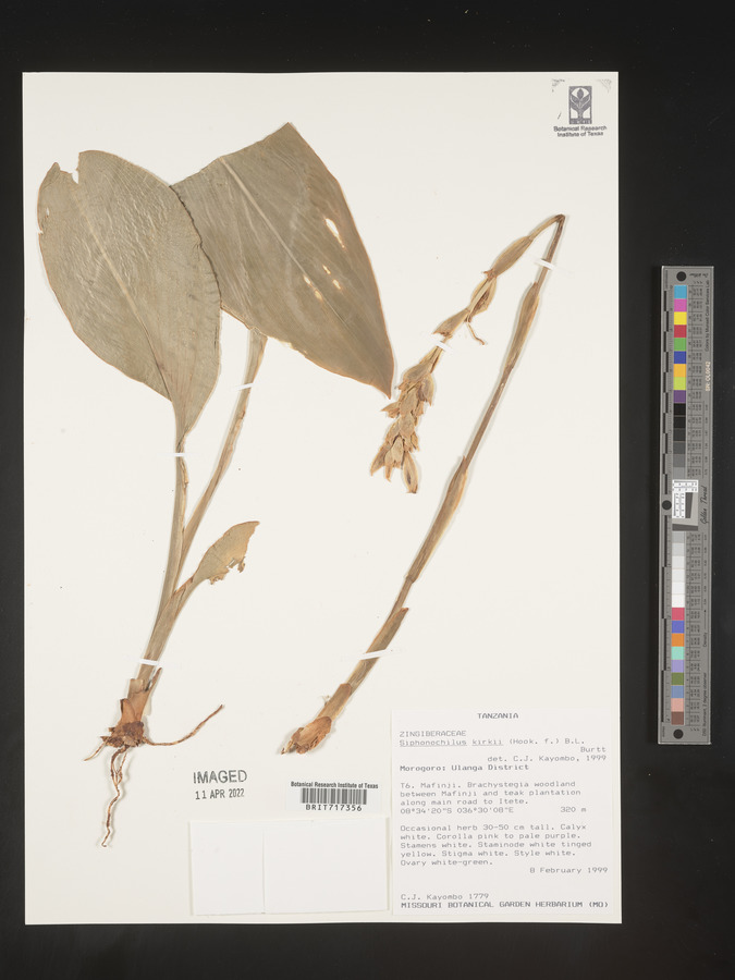 Siphonochilus kirkii image