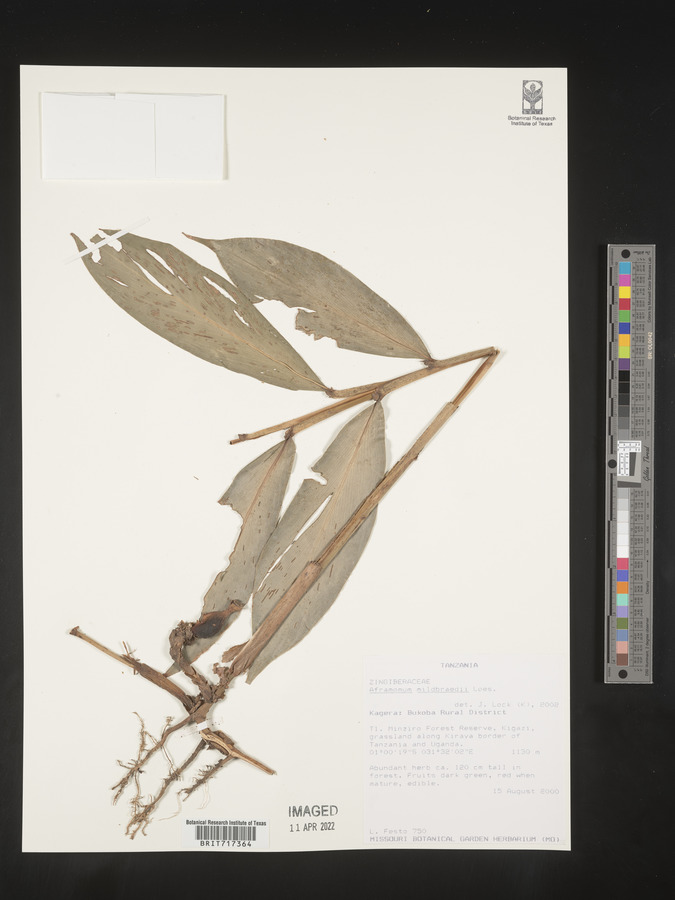 Aframomum mildbraedii image