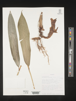 Media resource of Aframomum corrorima