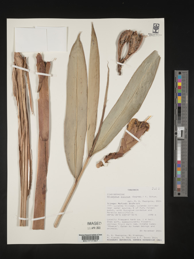 Aframomum alpinum image