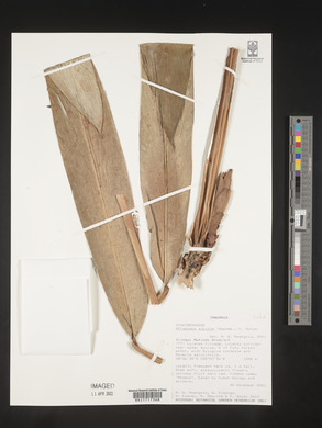 Aframomum alpinum image