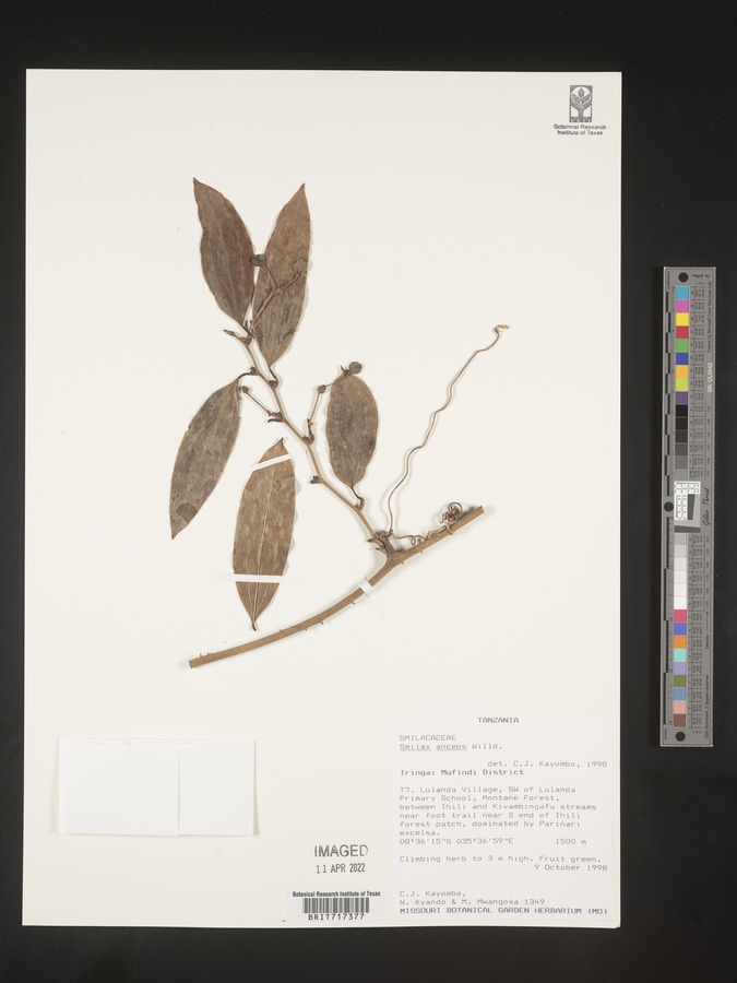 Smilax anceps image