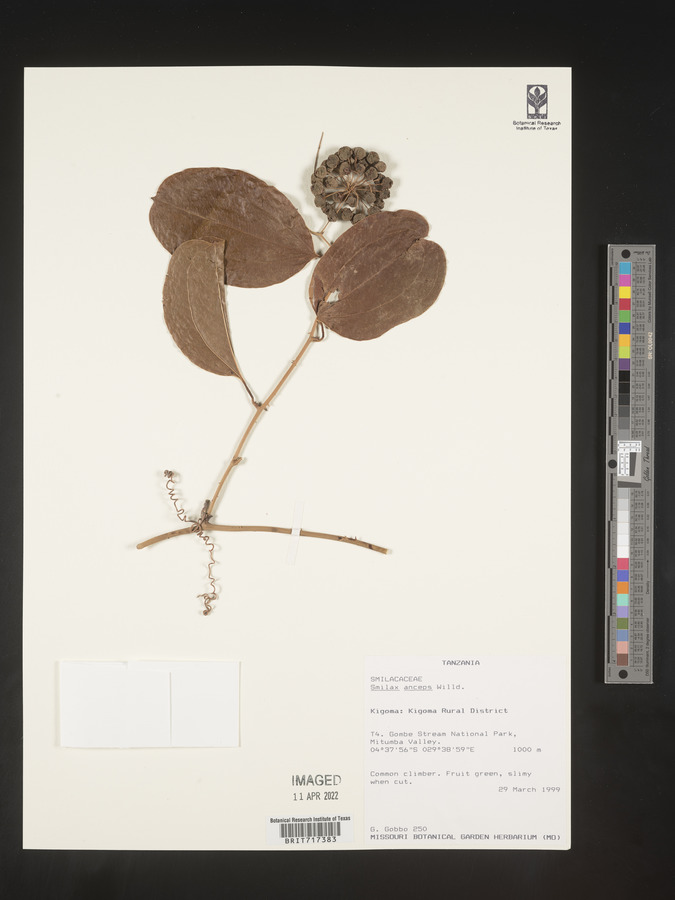 Smilax anceps image