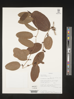 Smilax anceps image