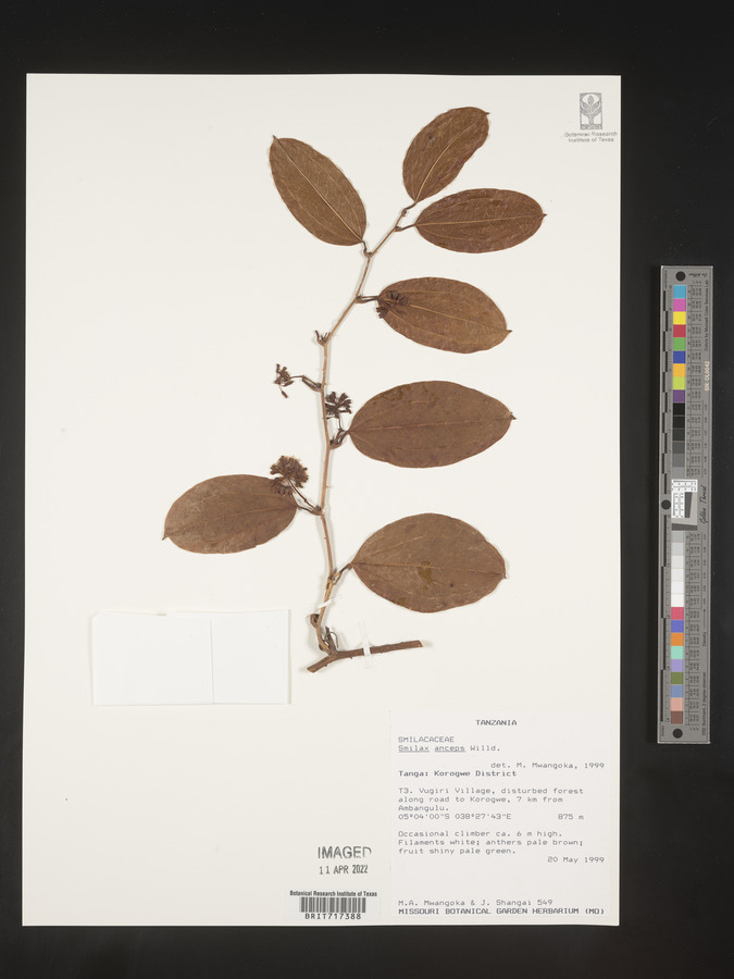 Smilax anceps image