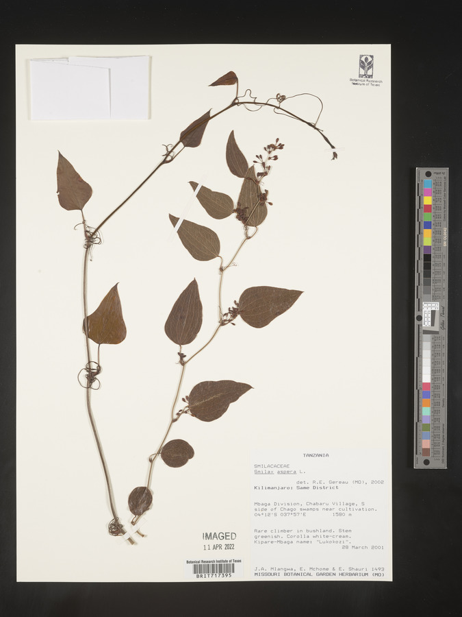 Smilax aspera image