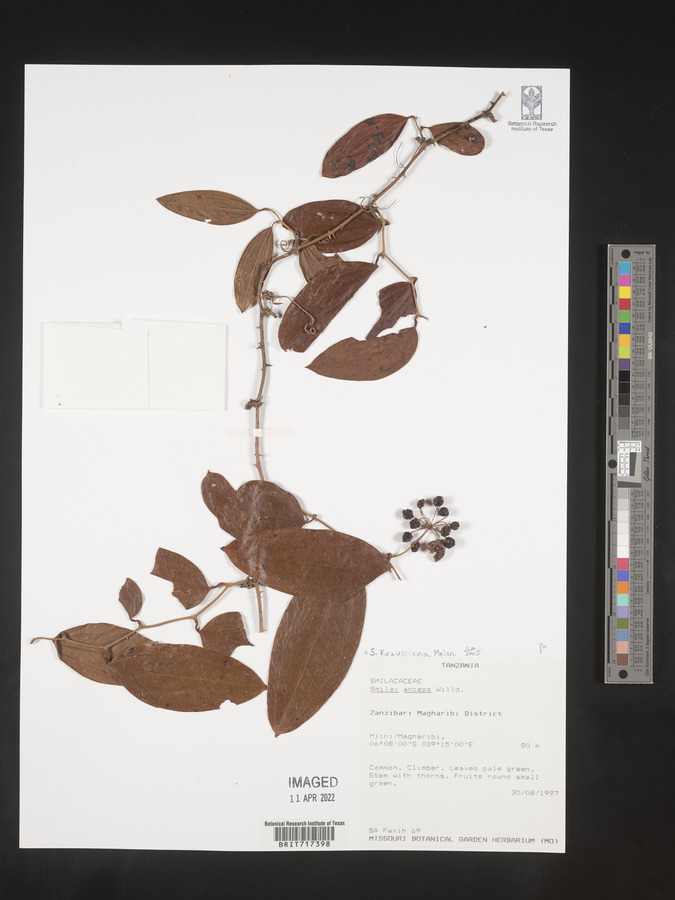 Smilax anceps image