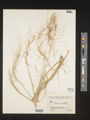 Stipa parviflora image