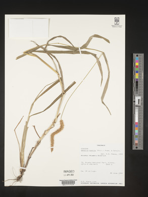 Setaria pumila image