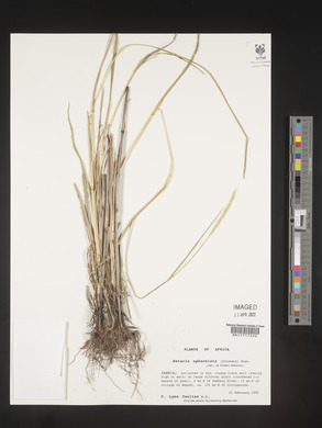 Setaria sphacelata image