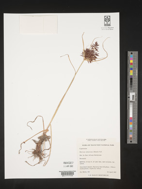 Mariscus amauropus image