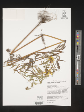 Bidens trichosperma image