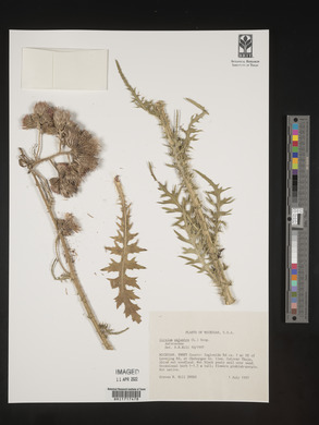 Cirsium palustre image