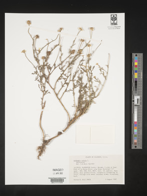 Anthemis cotula image