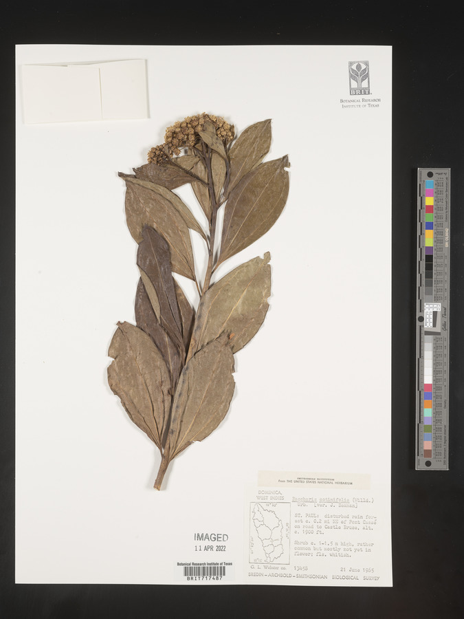 Baccharis pedunculata image