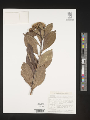 Baccharis pedunculata image