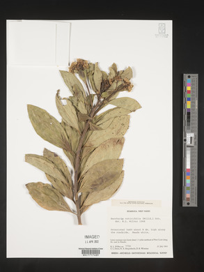 Baccharis pedunculata image