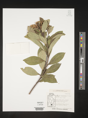 Baccharis pedunculata image